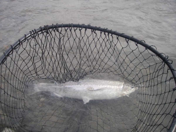 Sauk Buck in Water& Netted Nate (600 x 450).jpg Sauk Buck in Water& Netted Nate (600 x 450).jpg